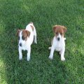 Jack russell puppies